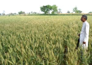 गेहूं उत्पादन