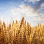 गेहूं उत्पादन पर मौसम का असर: किसानों के सामने बढ़ती चुनौतियां और समाधान